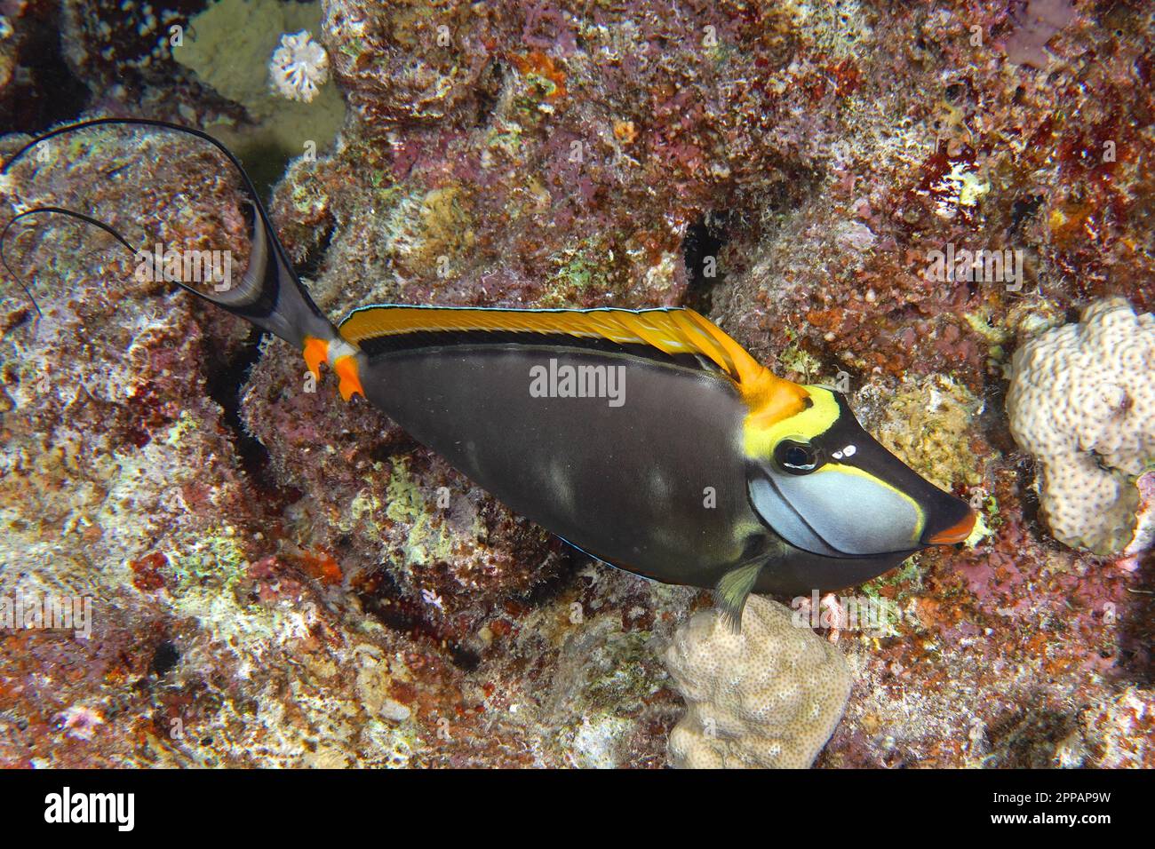 Indian yellow blade nose doctor (Naso elegans) at night. Dive site Abu Fendera Reef, Egypt, Red Sea Stock Photo
