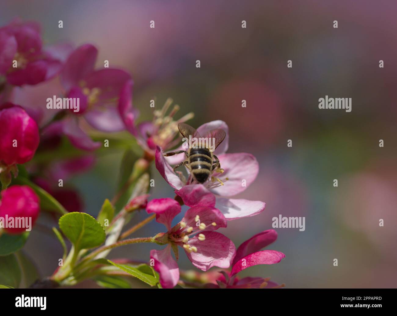 Macro photography of a honey bee on a flower in spring Stock Photo