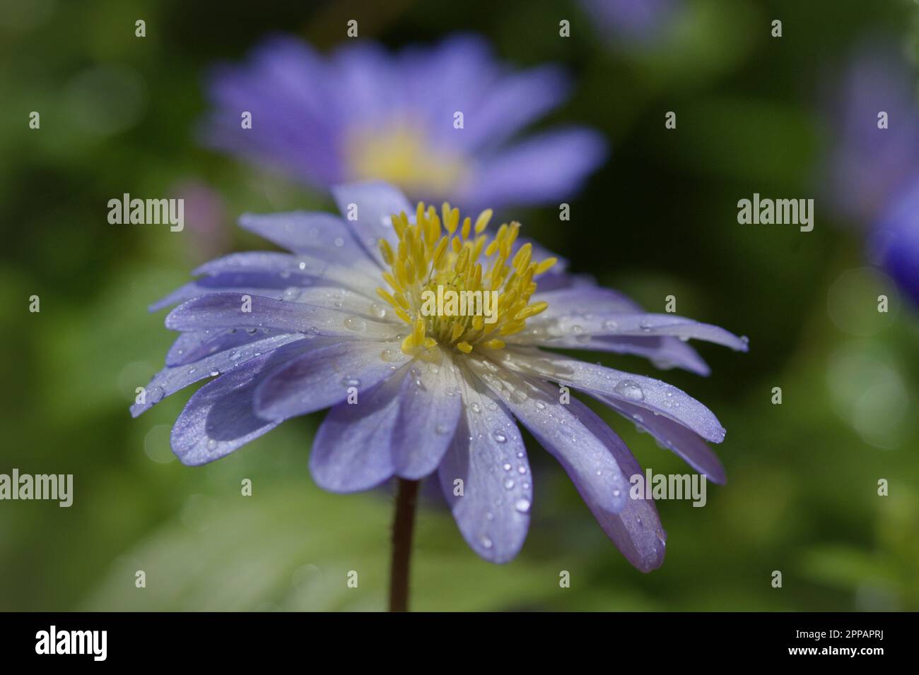 Macro photography of a blue anemon blossom in spring Stock Photo