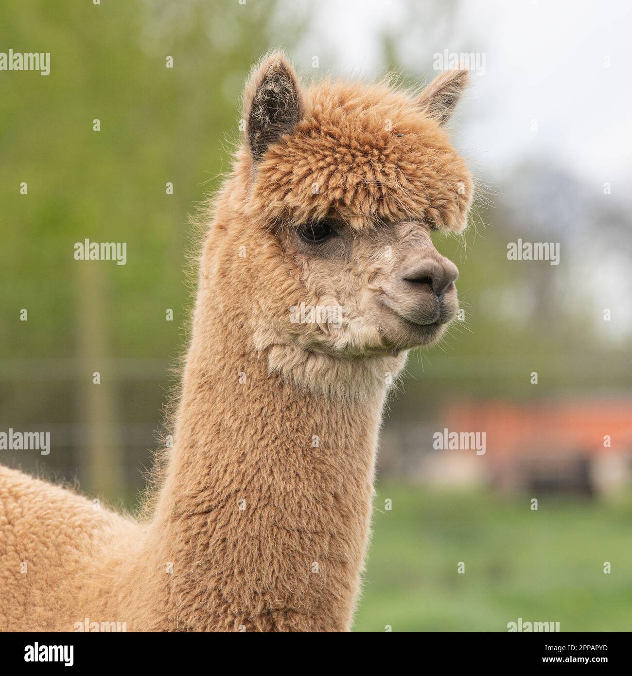 Alpaca front profile hi-res stock photography and images - Alamy