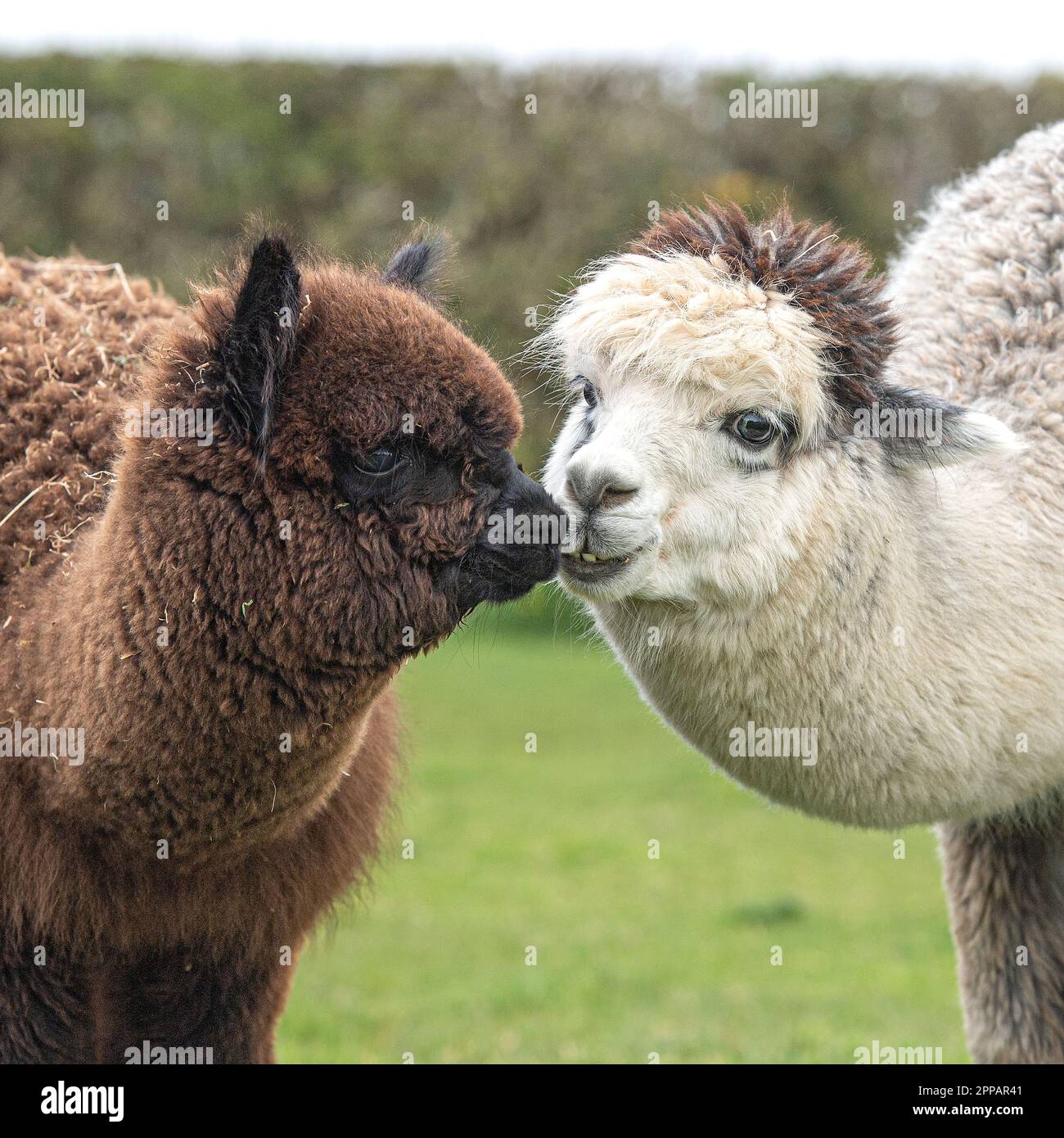 Alpacas kissing Stock Photo