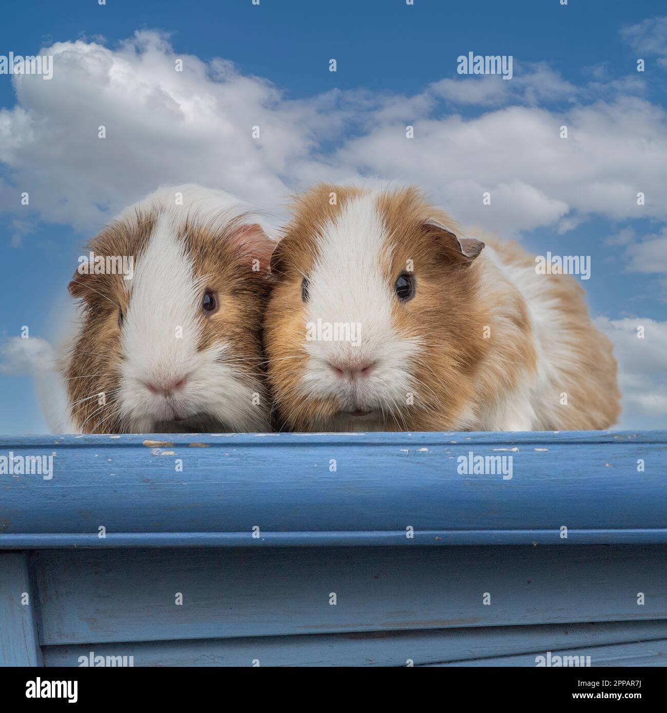 two Guinea Pigs Stock Photo