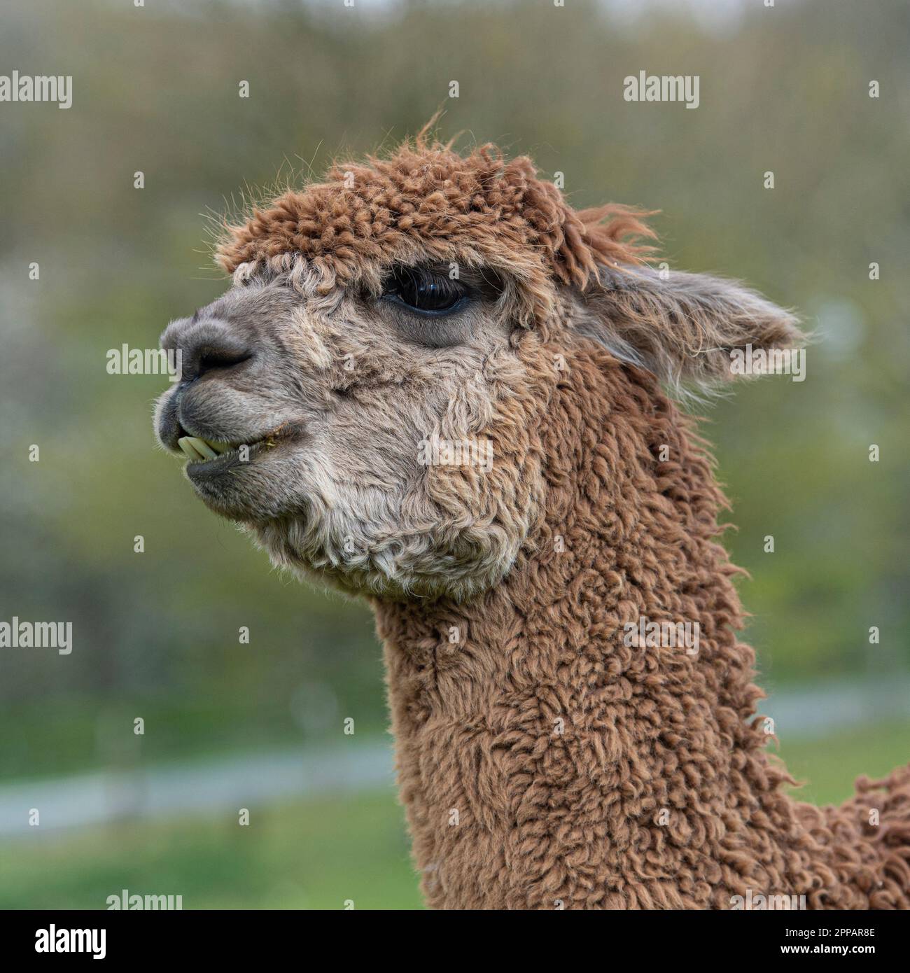 Alpaca front profile hi-res stock photography and images - Alamy