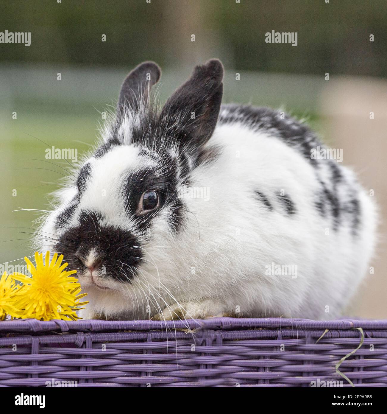 Rabbit standing up hi-res stock photography and images - Alamy