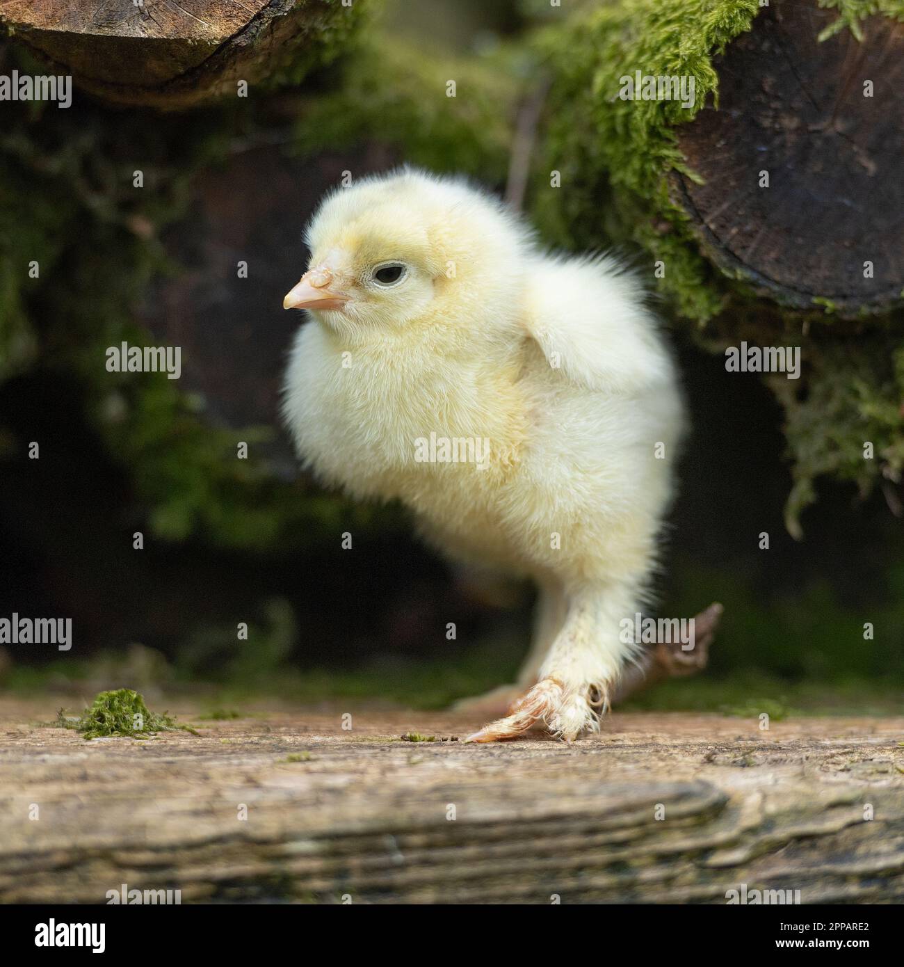 baby chick Stock Photo