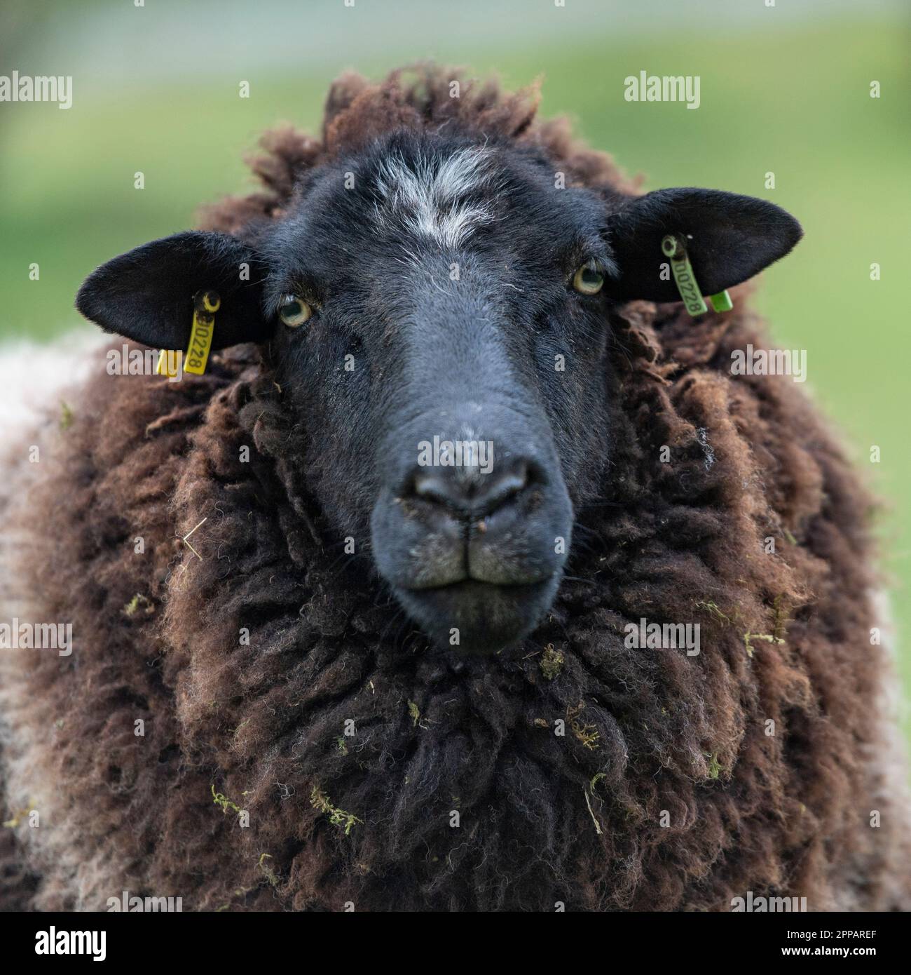 brown Hebridean  sheep Stock Photo