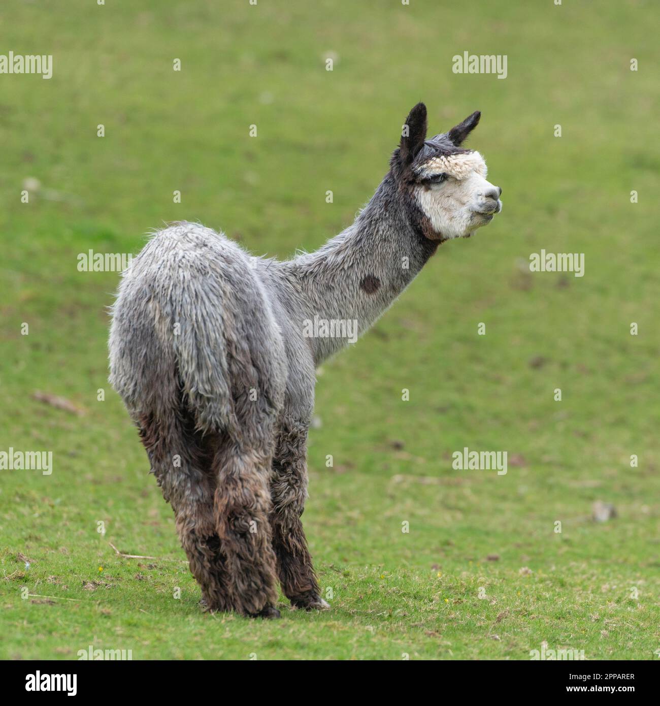 Alpaca looking back hi-res stock photography and images - Alamy