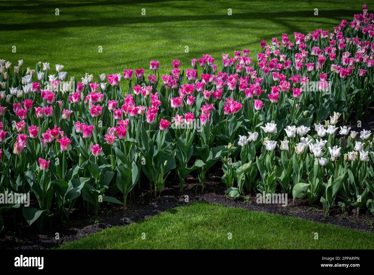 Holland type flower garden for example the Keukenhof botanique garden
