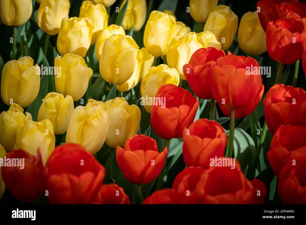 Holland type flower garden for example the Keukenhof botanique garden