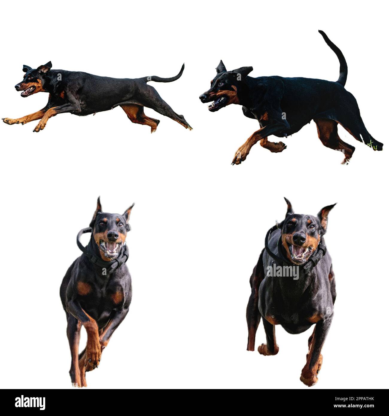 Dobermann dog collage running catching hunting straight on camera isolated on white background at full speed on competition Stock Photo