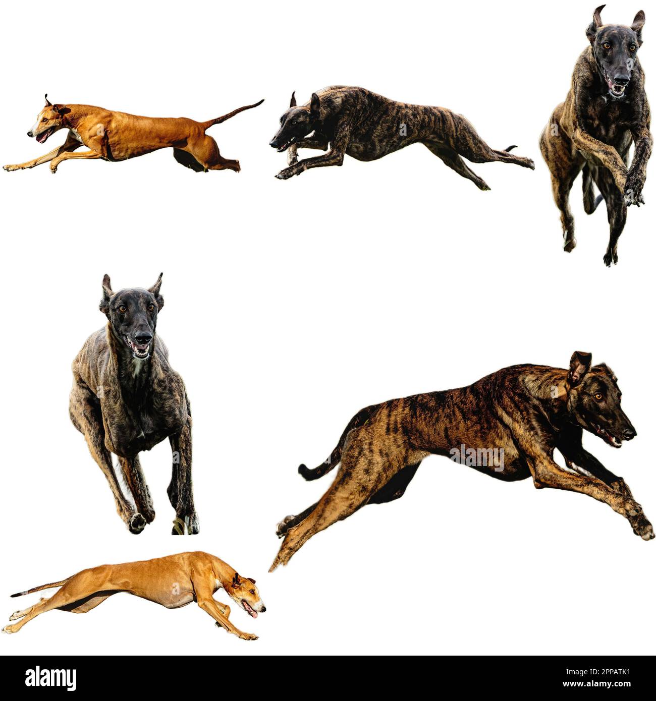 Greyhound dog collage running catching hunting straight on camera