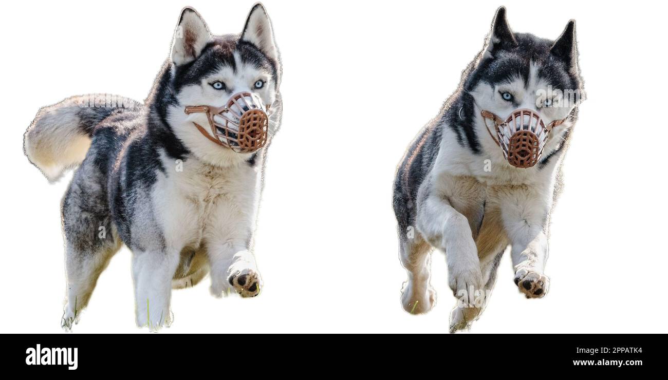 Husky hunting sales
