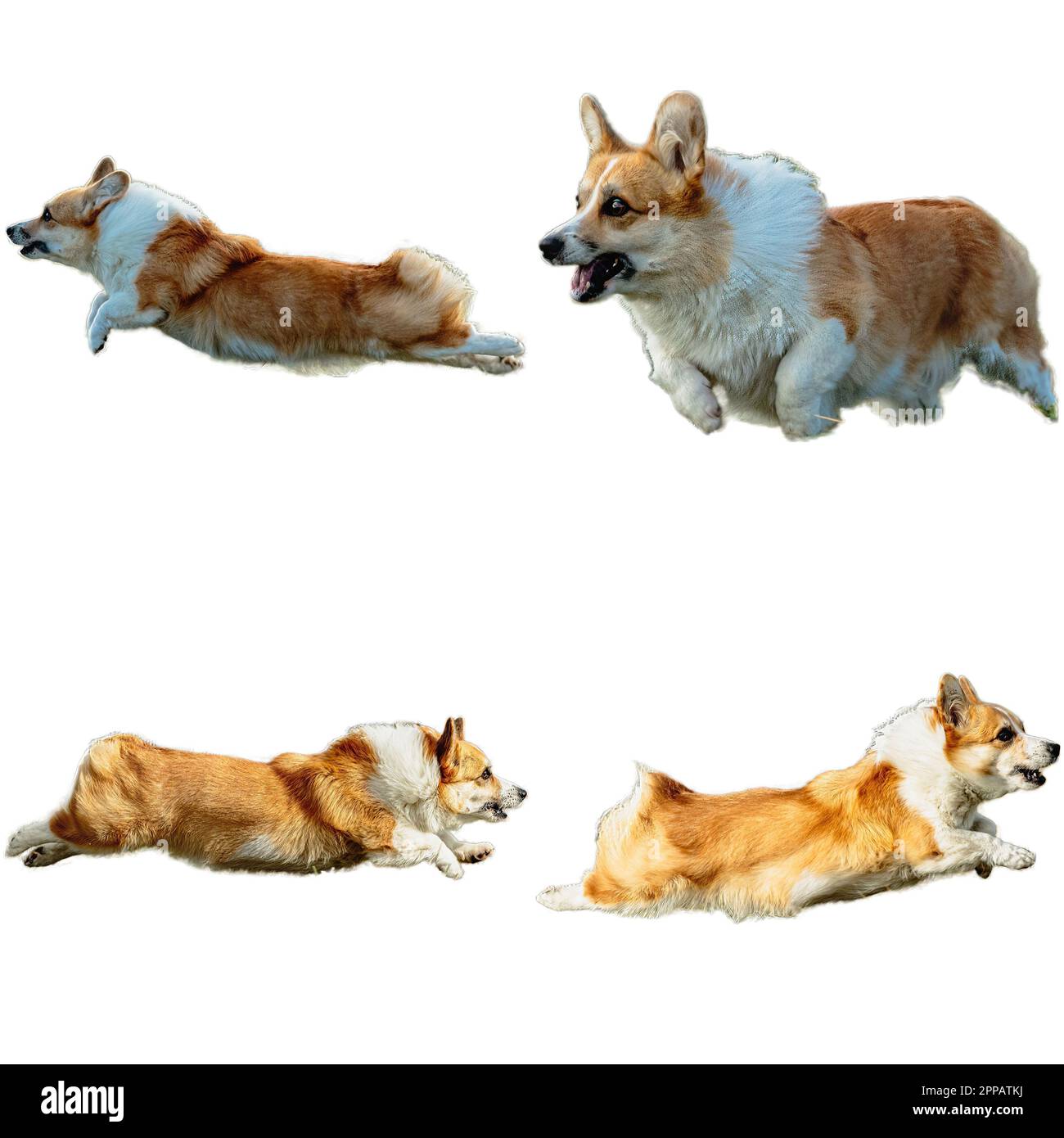 Pembroke Welsh Corgi dog collage running catching hunting straight on camera isolated on white background at full speed on competition Stock Photo