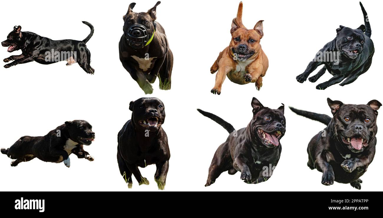 Staffordshire bull cheap terrier hunting