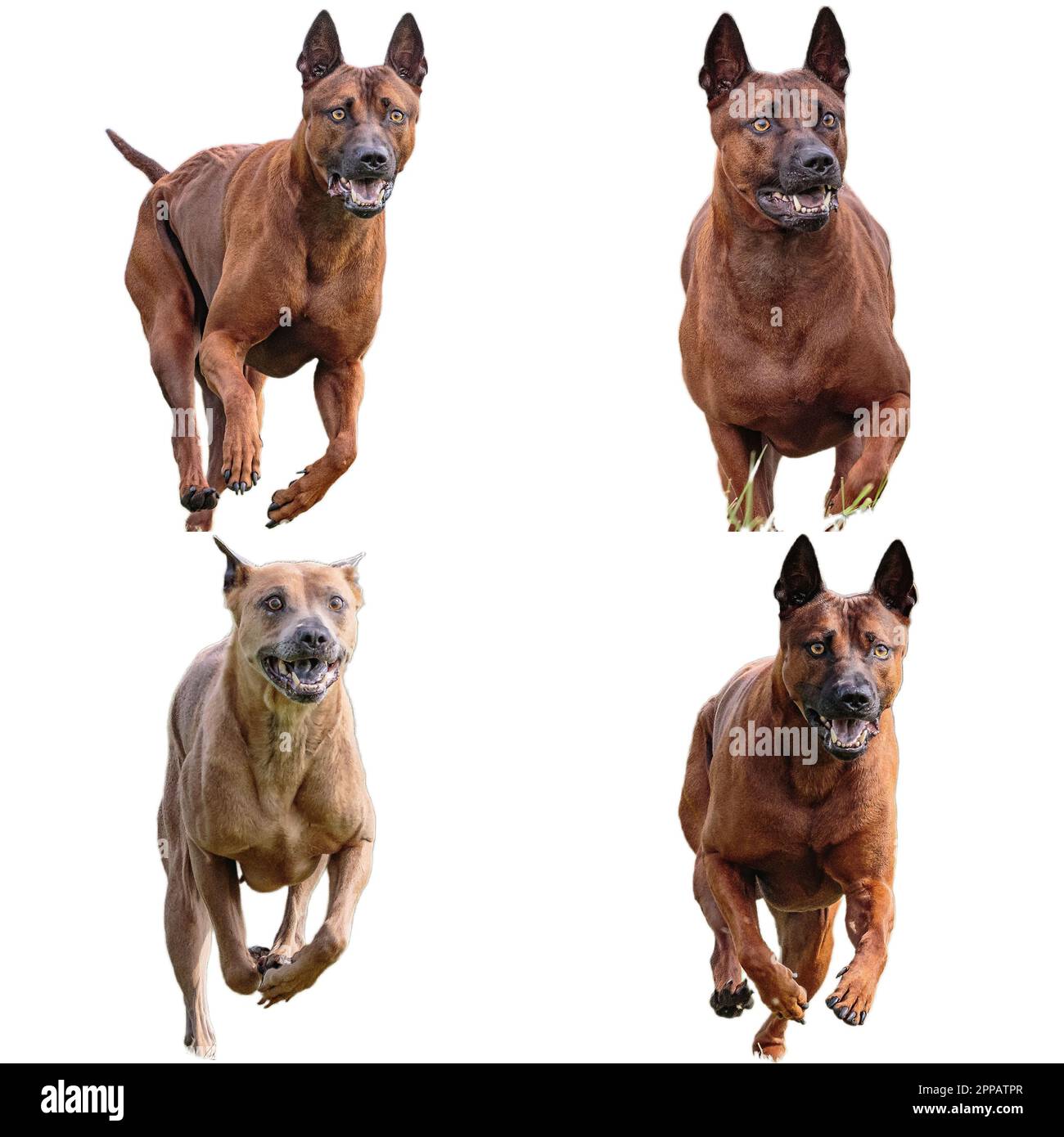 Thai ridgeback dog hi-res stock photography and images - Alamy