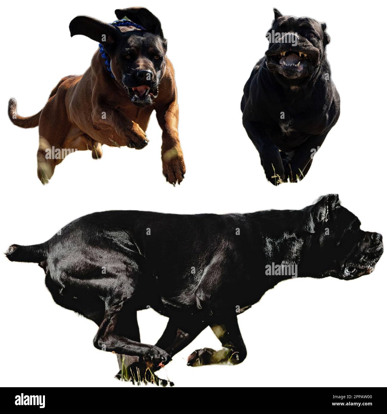Hunting with cane best sale corso
