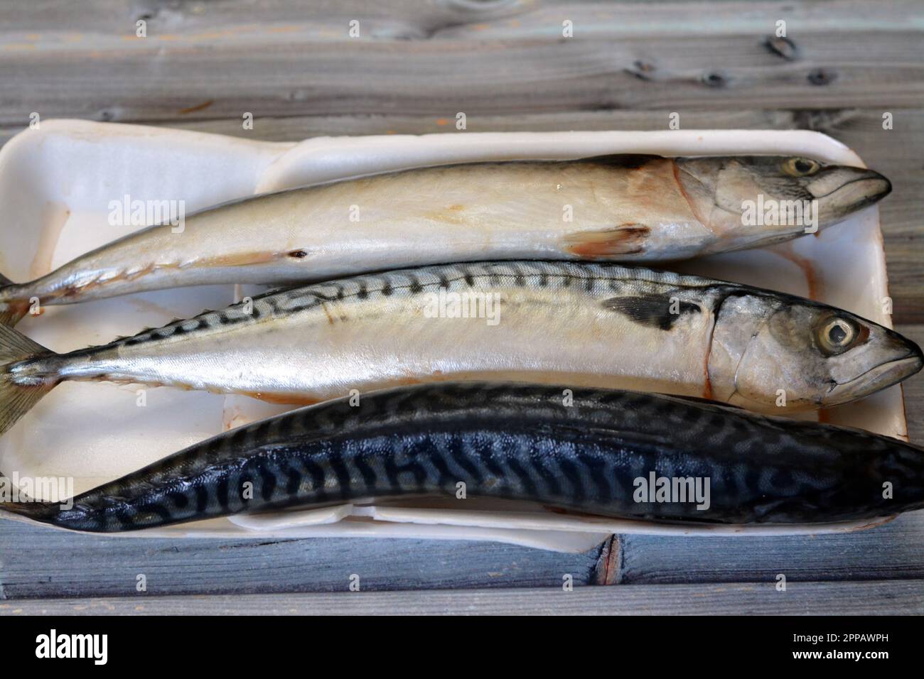 Mackerel fish, raw uncooked, different species of pelagic fish, mostly