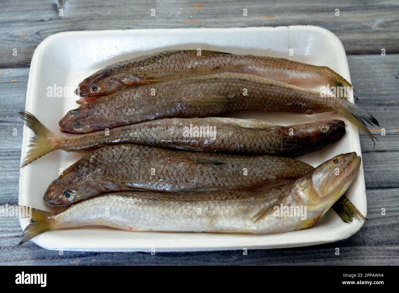 Saurida undosquamis, the brushtooth lizardfish, largescale grinner or largescale saury, a type