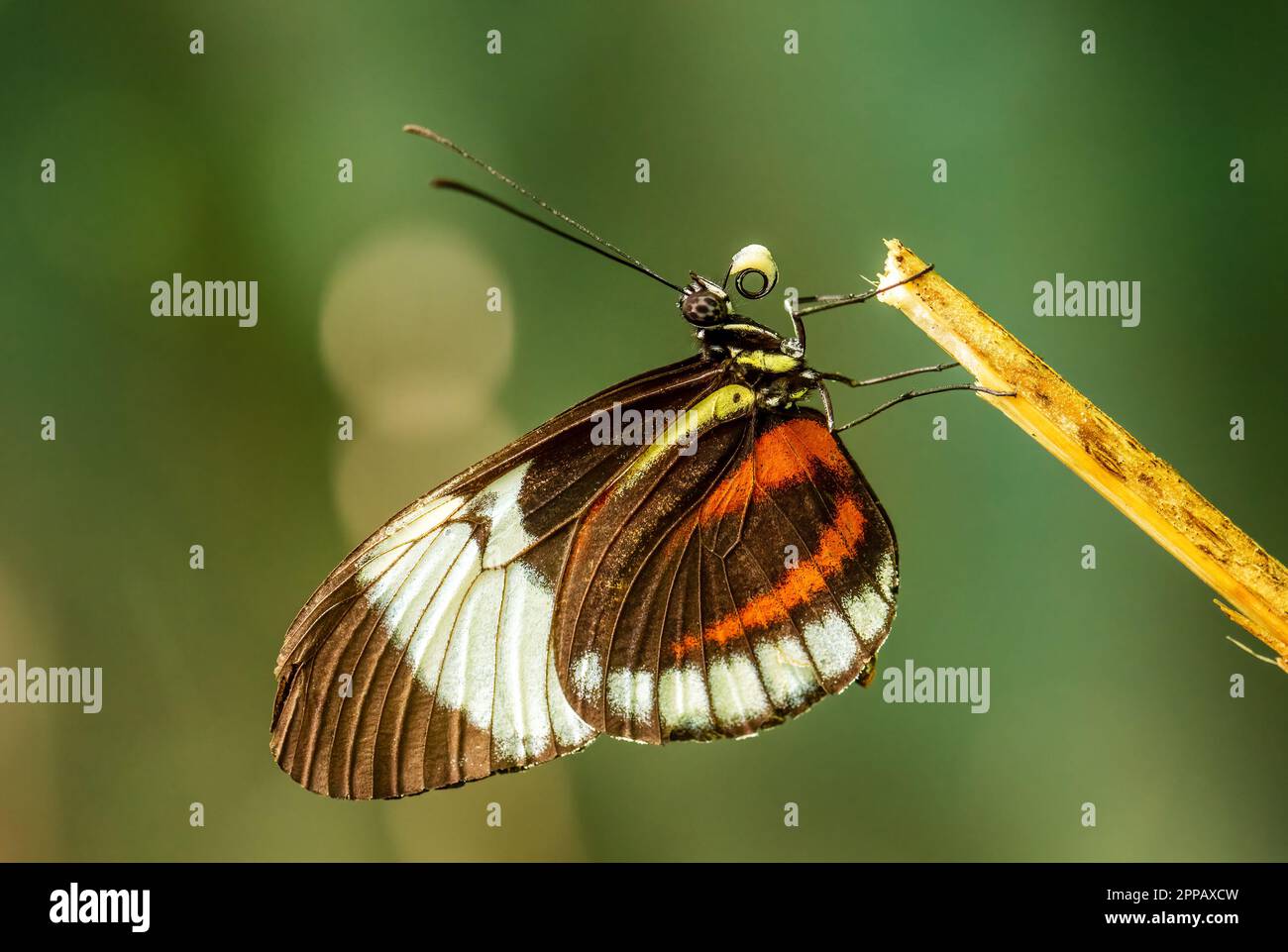 Cydno Longwing - Heliconius cydno, beautiful colored tropical butterfly from Central and Latin America woodlands, meadows and gardens, Panama. Stock Photo