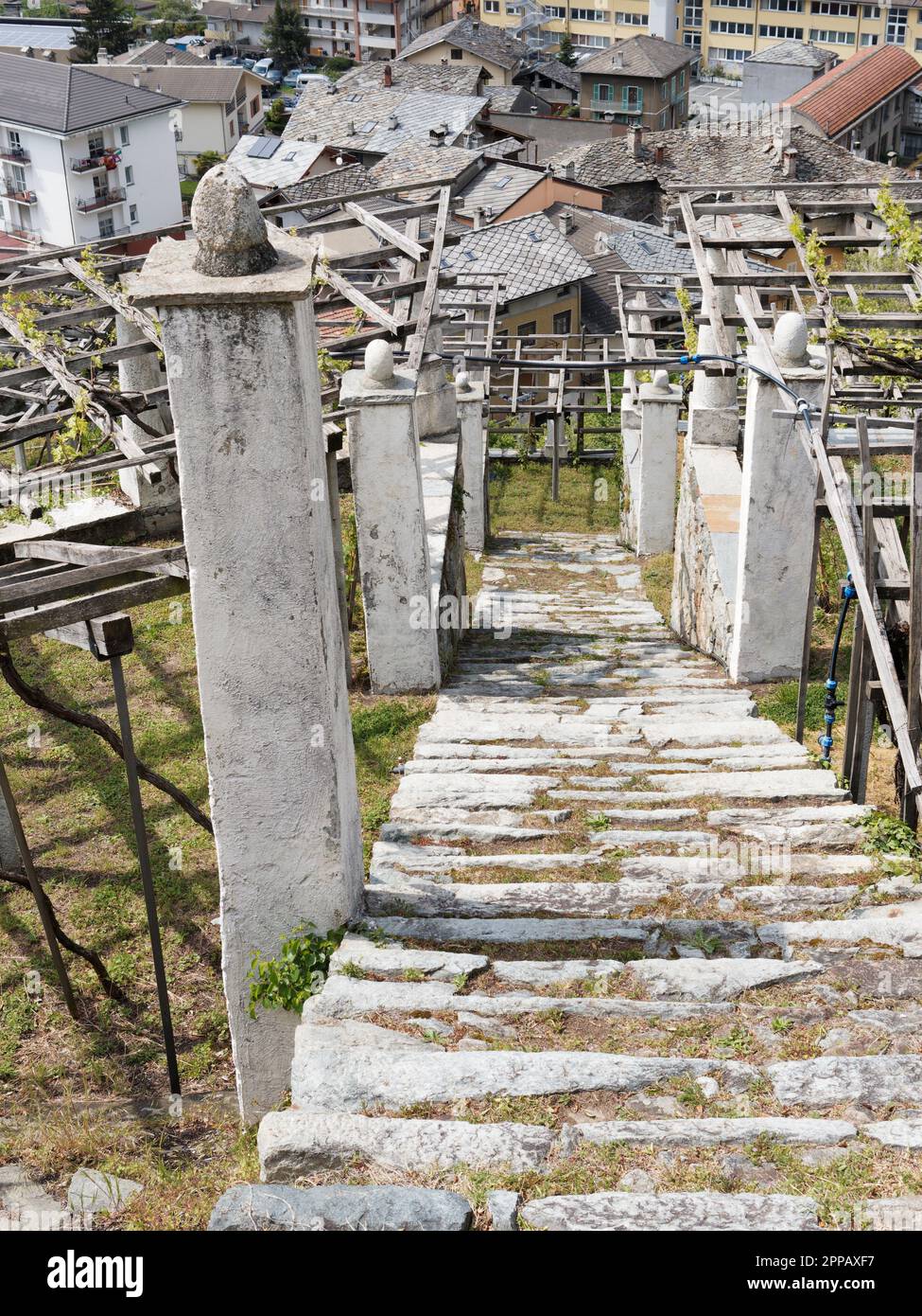 TVineyard with Stone steps and pillars in the town of Pont-Saint-Martin, Aosta Valley, NW Italy Stock Photo