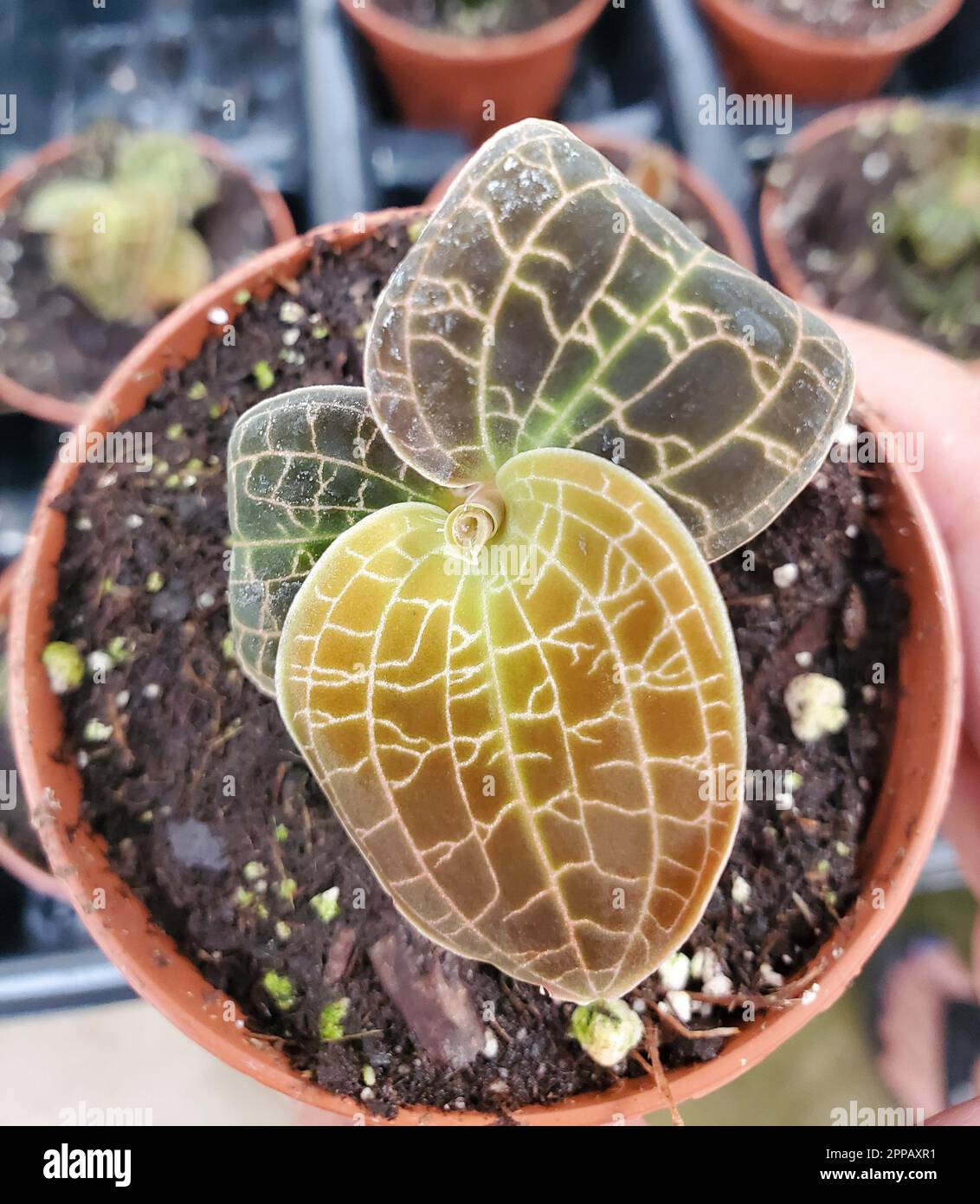 Stunning leaves of Macodes Sanderiana X Limii, mostly known as Jewel