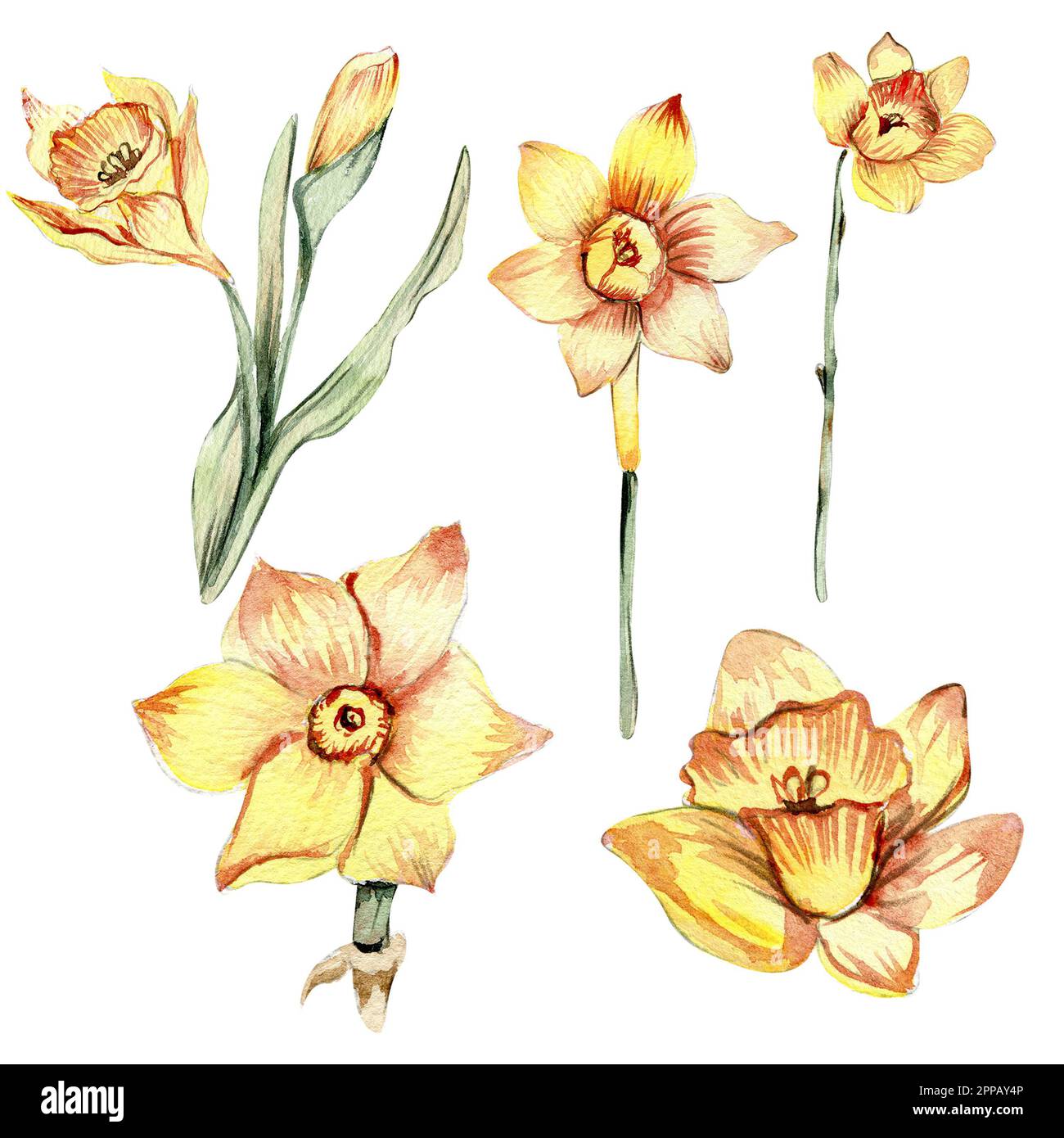 Narcissus, watercolor flower set. Hand drawn illustration isolated on ...