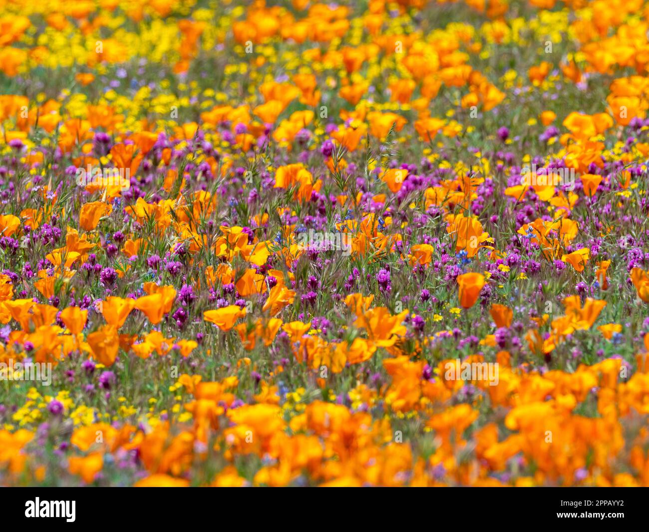 The amazing superbloom of flowers at the Antelope Valley Poppy Preserve