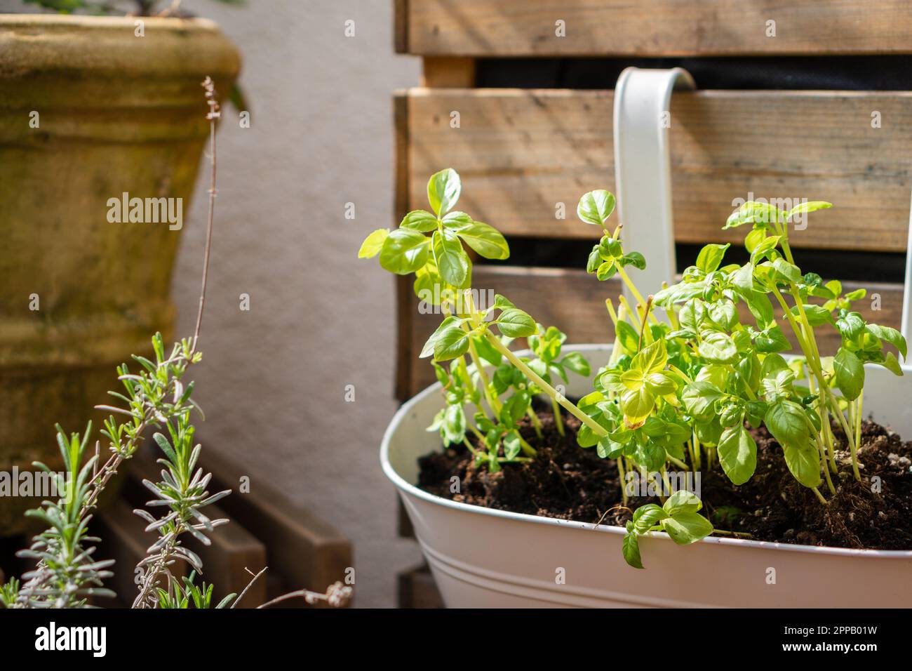 Fresh basil in hanging planter on the balcony Stock Photo Alamy