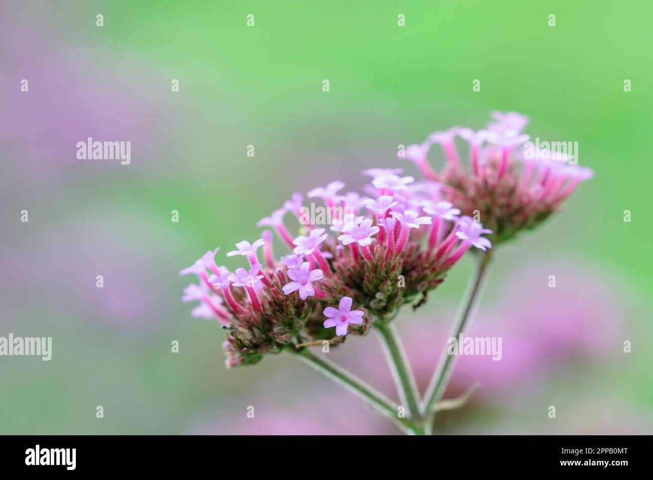 Verbena is blooming and beautiful in the rainy season Stock Photo Alamy