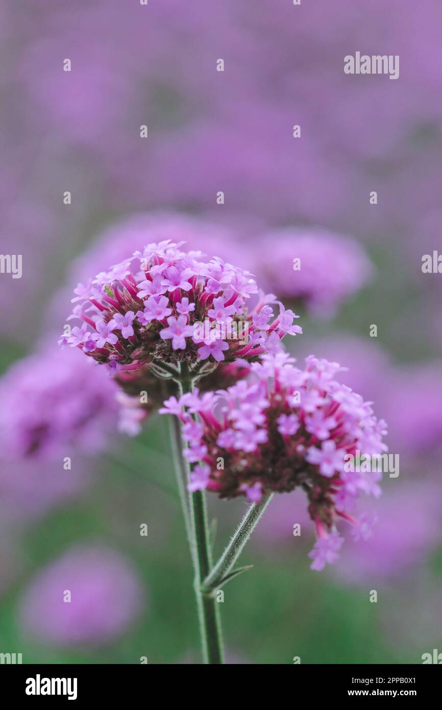 Verbena officinalis bonariensis hi-res stock photography and images - Alamy