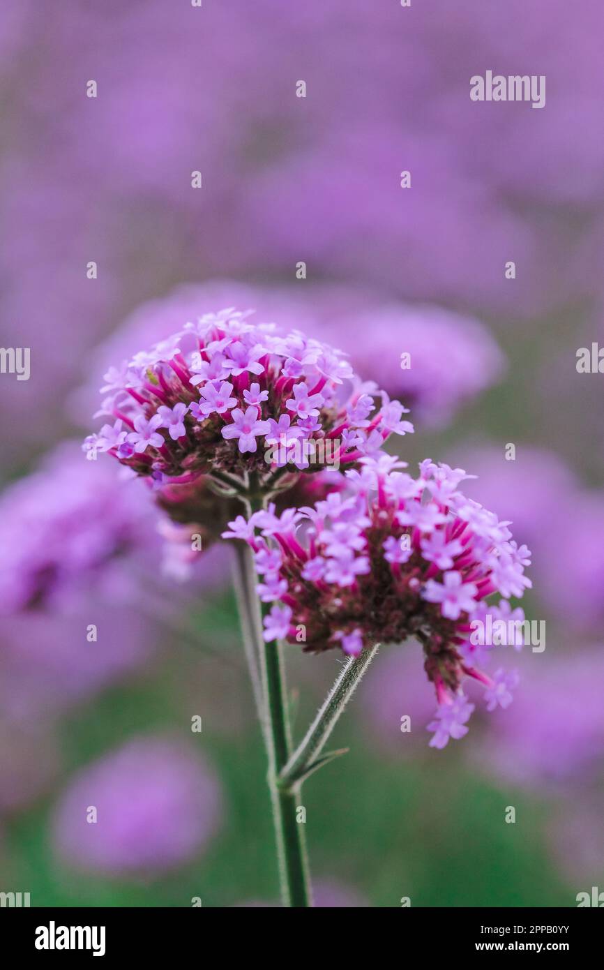 Verbena is blooming and beautiful in the rainy season Stock Photo Alamy