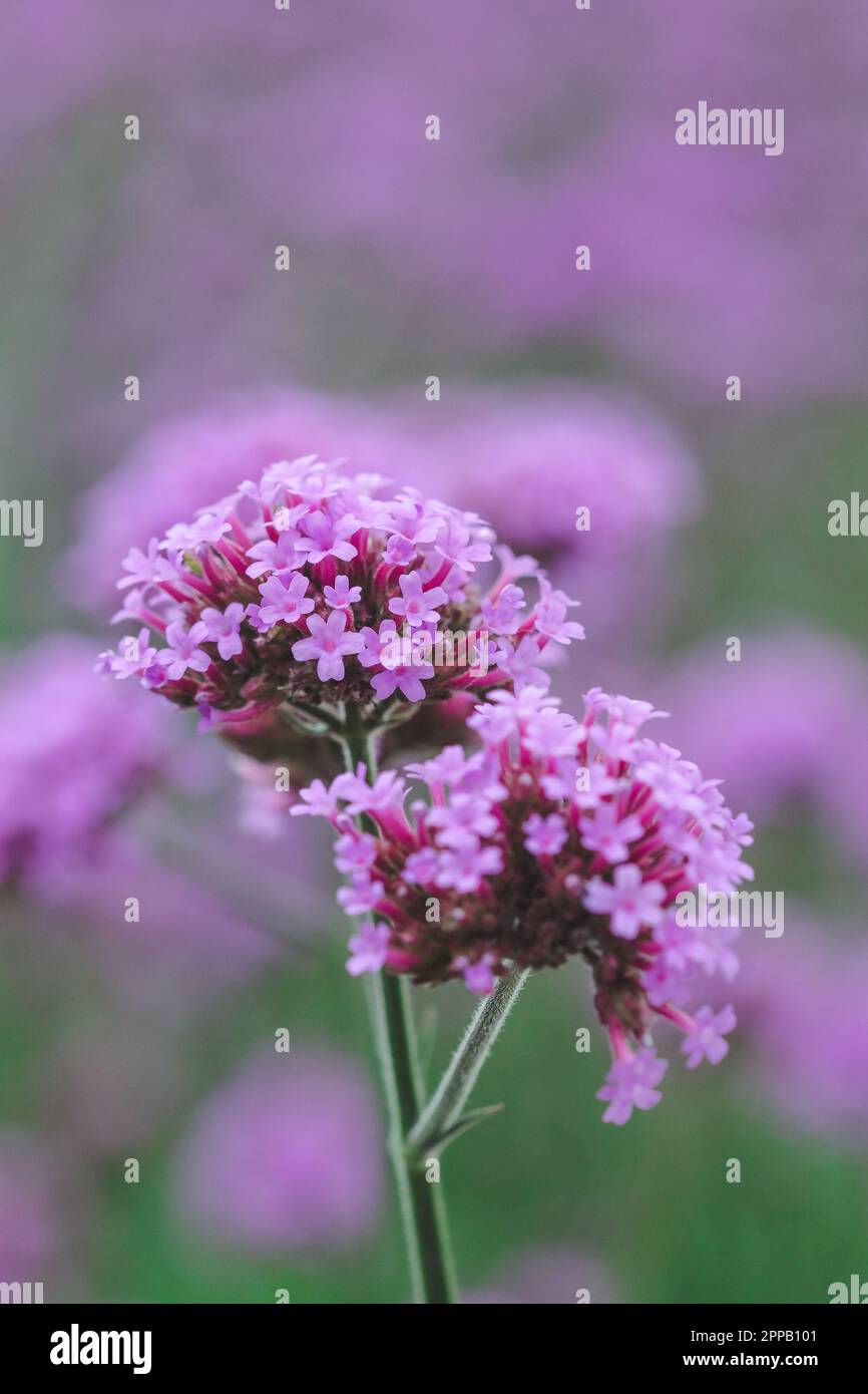 Verbena is blooming and beautiful in the rainy season Stock Photo Alamy