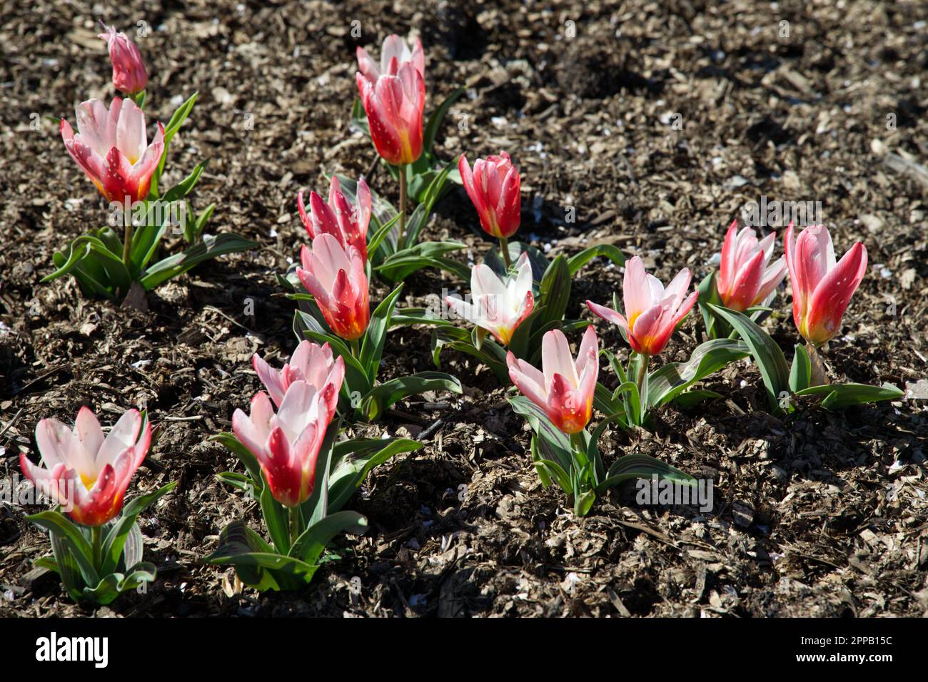 Red and pink spring flowers of  Kaufmanniana Tulip, Tulipa Heart's Delight in UK garden April Stock Photo