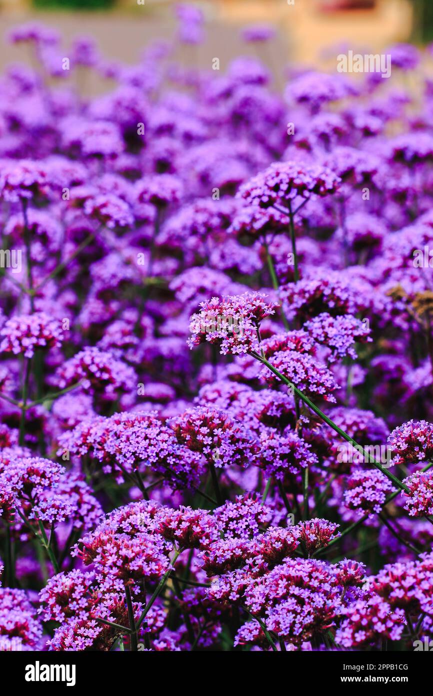 Verbena is blooming and beautiful in the rainy season Stock Photo Alamy