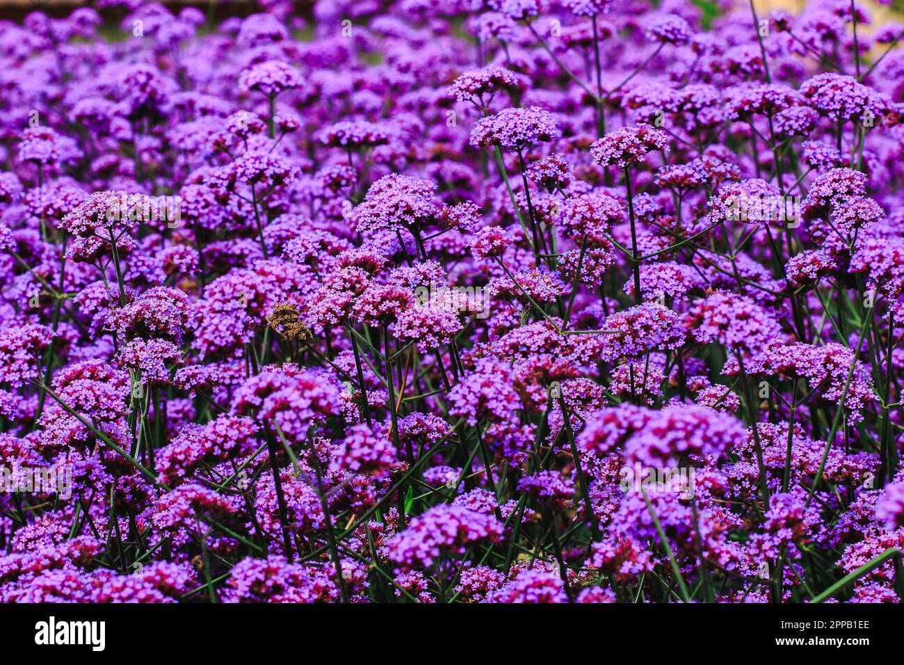 Verbena is blooming and beautiful in the rainy season Stock Photo Alamy