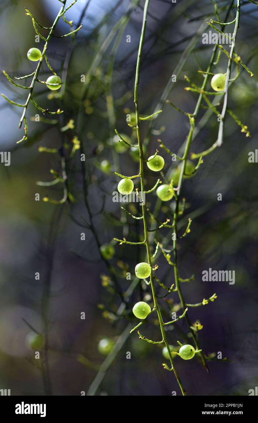 Small bush tucker edible green fruits of the Australian native Sour Currant Bush, Leptomeria acida, family Santalaceae, growing in Sydney woodland Stock Photo