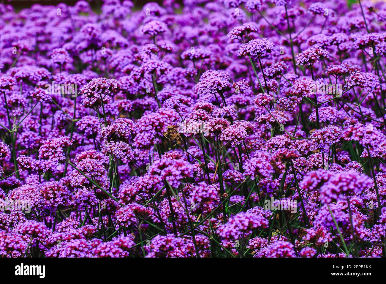 Verbena is blooming and beautiful in the rainy season Stock Photo Alamy