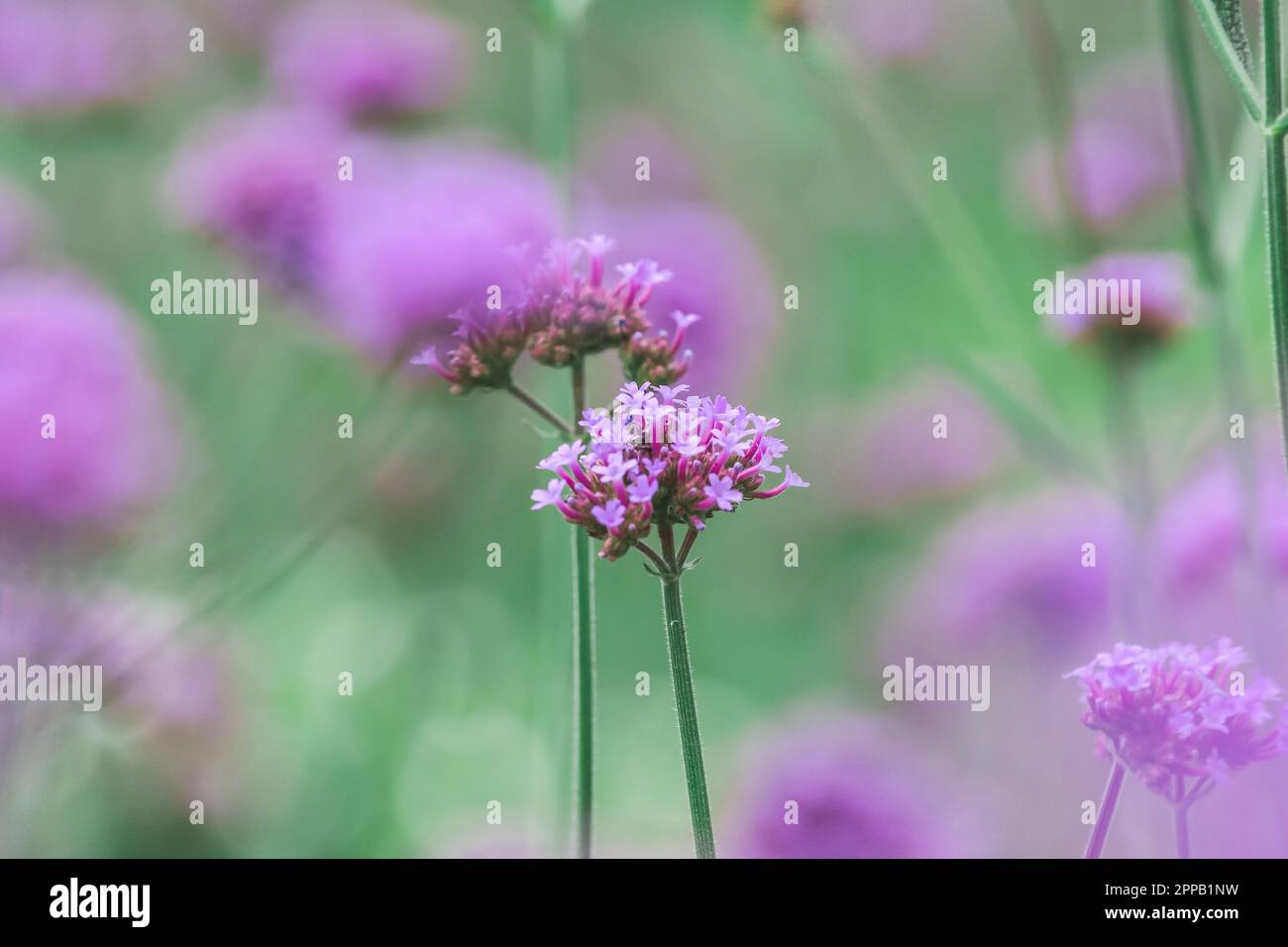 Verbena is blooming and beautiful in the rainy season Stock Photo Alamy