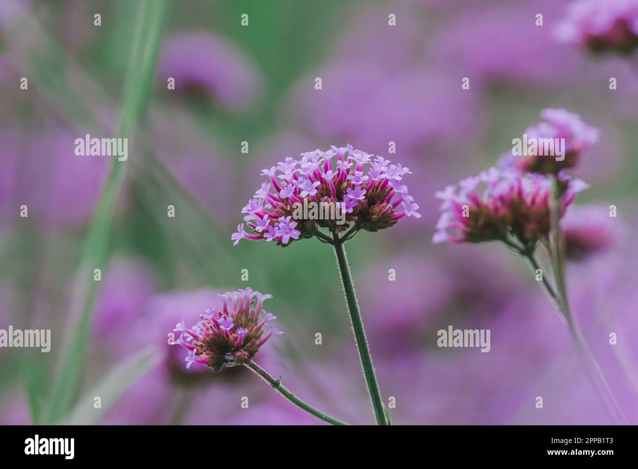 Verbena is blooming and beautiful in the rainy season Stock Photo Alamy