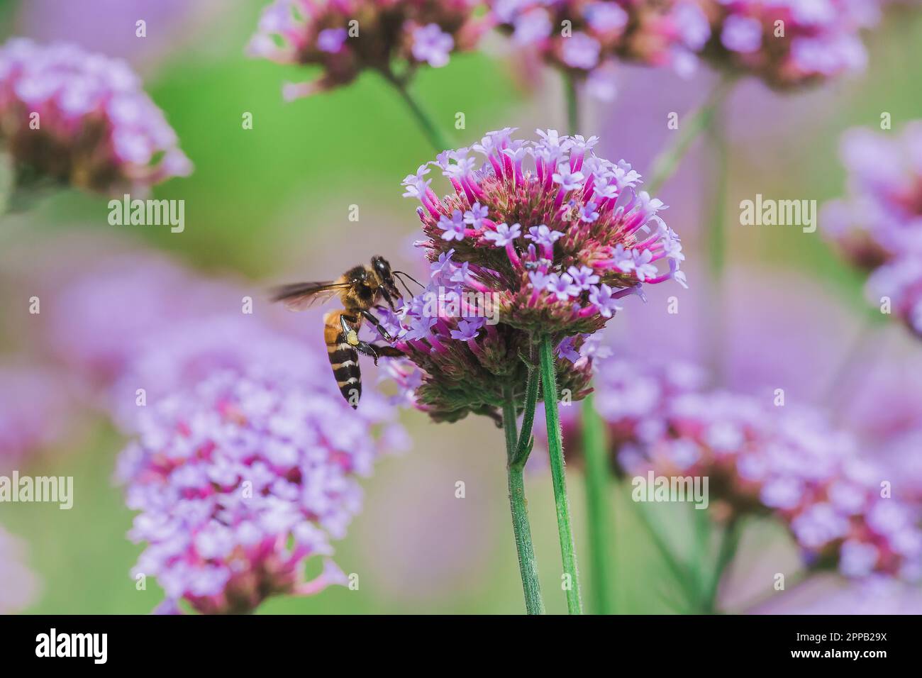 The bee on Verbena is blooming and beautiful in the rainy season Stock