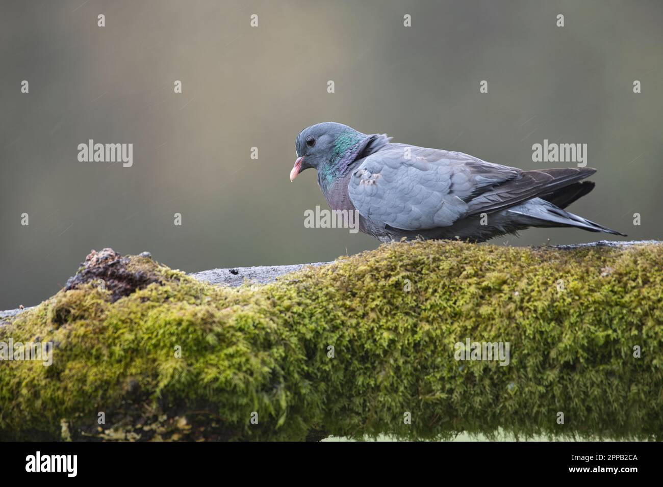 Stock dove (Columba oenas) perched on an old log Stock Photo