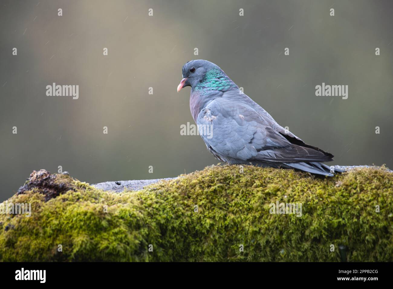 Stock dove (Columba oenas) perched on an old log Stock Photo