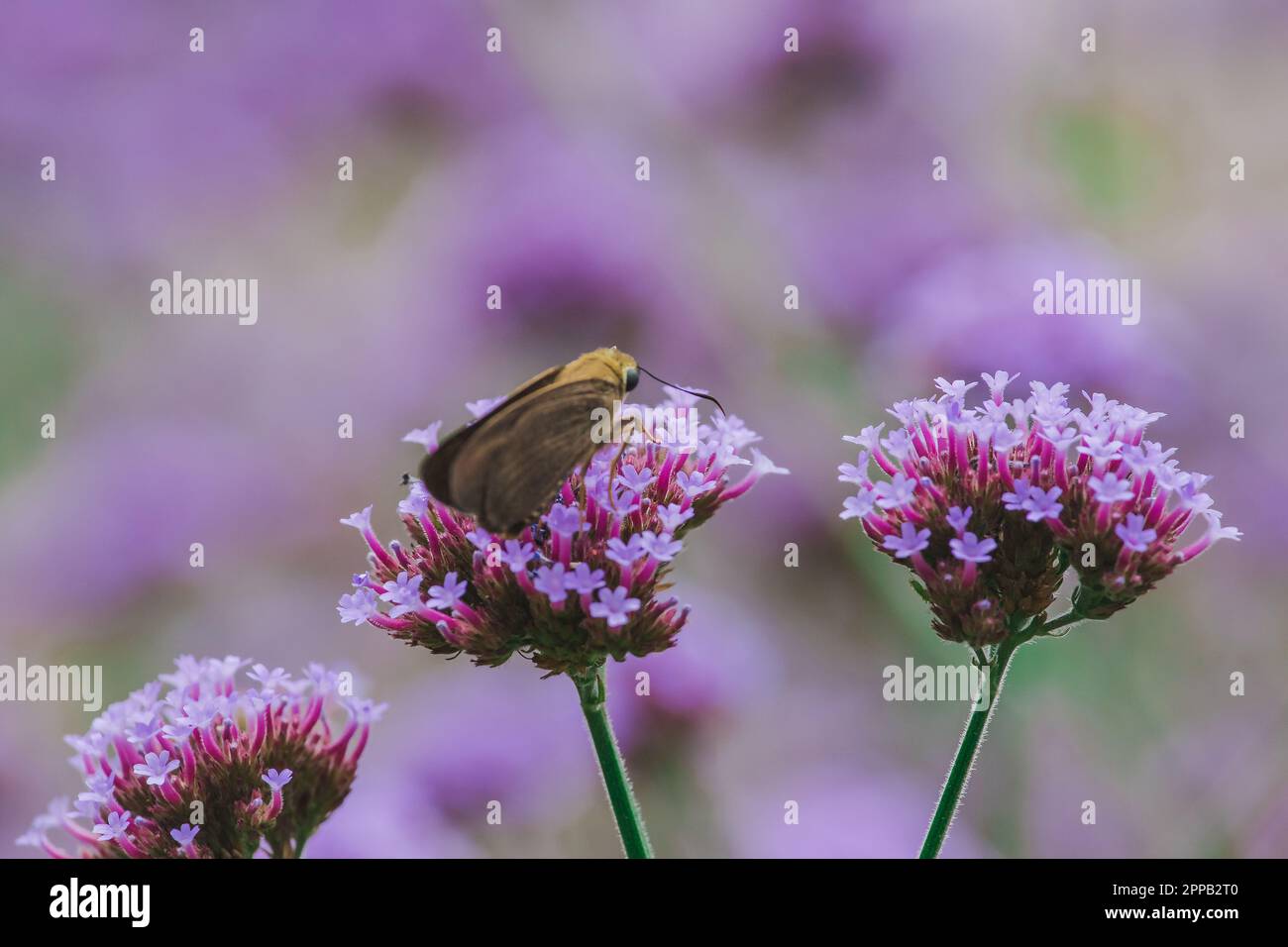 Butterflies on Verbena are blooming and beautiful in the rainy season
