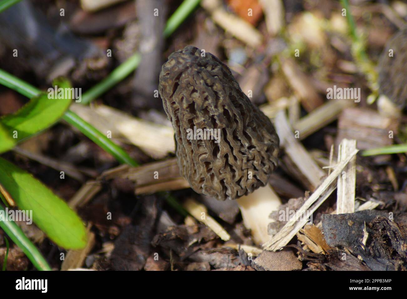 fungus morel grows on bark mulch Stock Photo Alamy