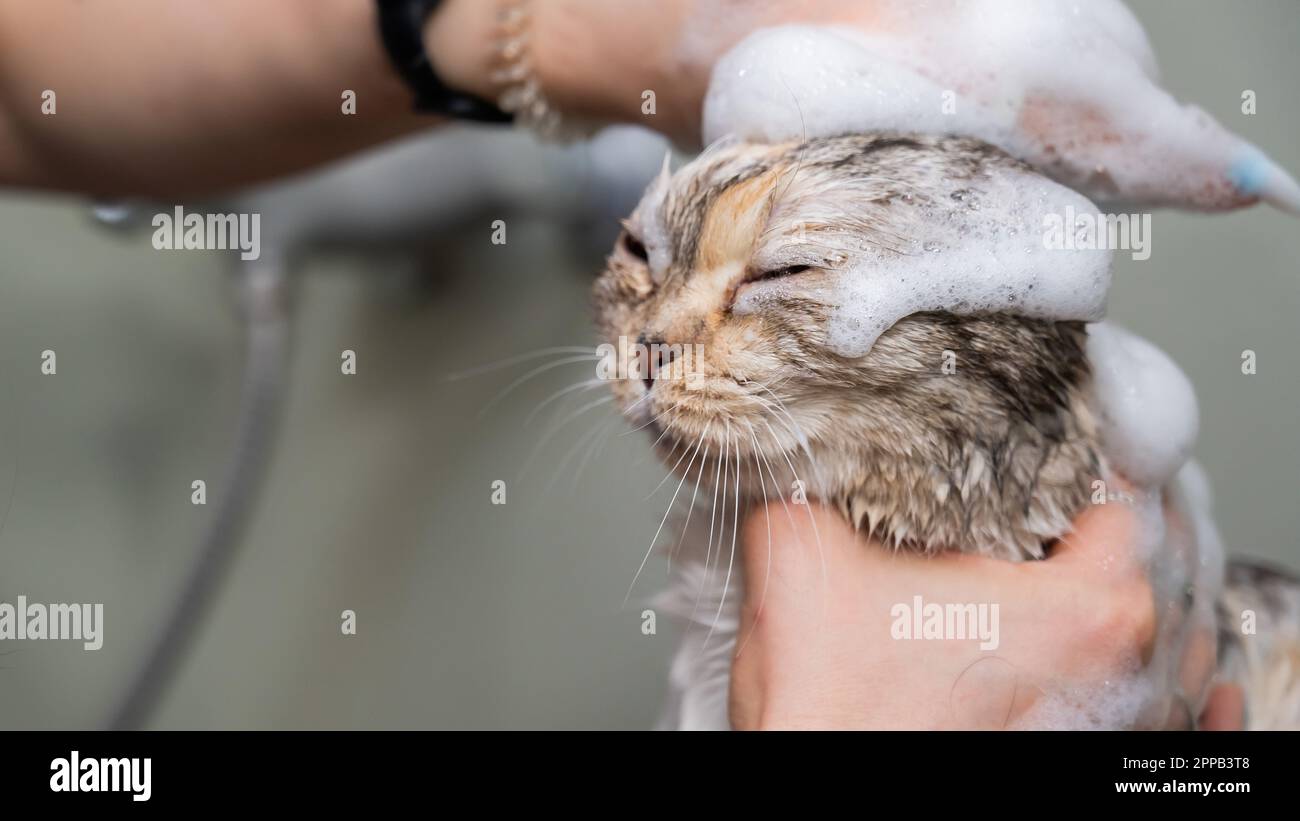 Каким шампунем можно мыть котенка. Как помыть кота. можно ли мыть кошку обычным шампунем. можно ли кошку мыть обычным мылом.