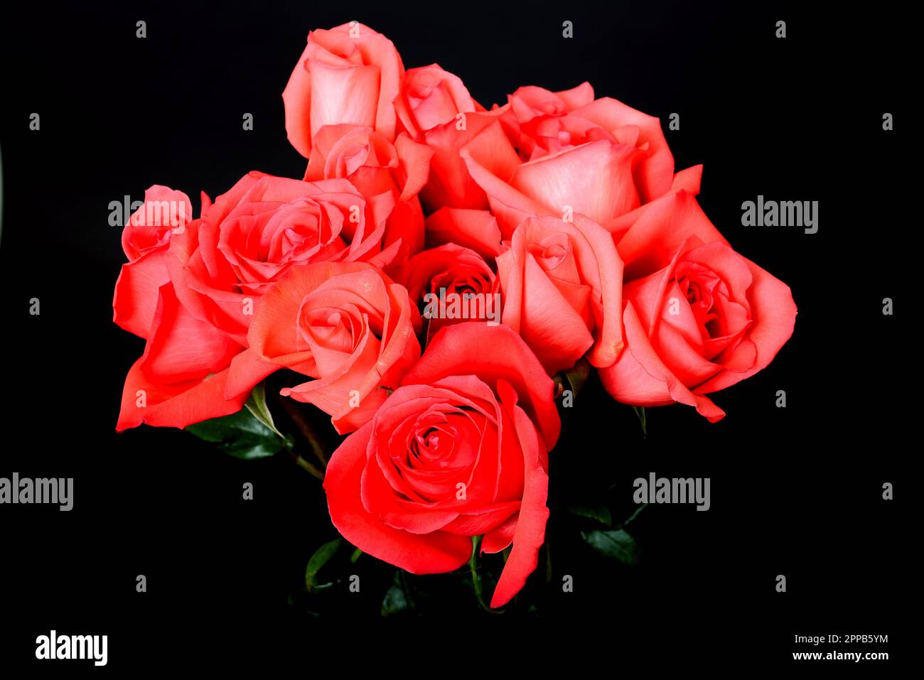 Rose Floral arrangement isolated over a black background Stock Photo ...