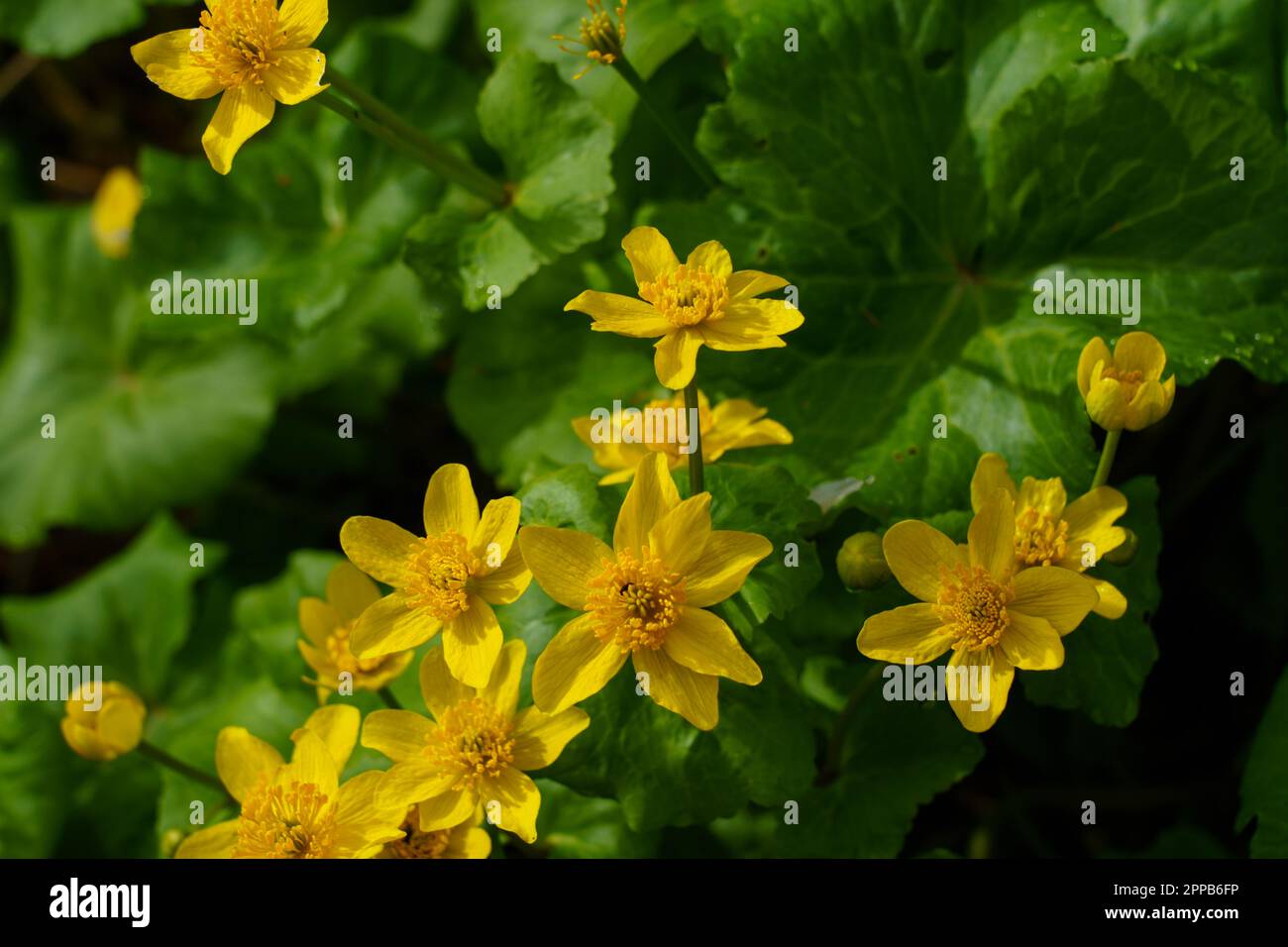 Clusters of vibrant yellow Marsh Marigold flowers with delicate petals with green leaves in the background complement the yellow blossoms. Stock Photo