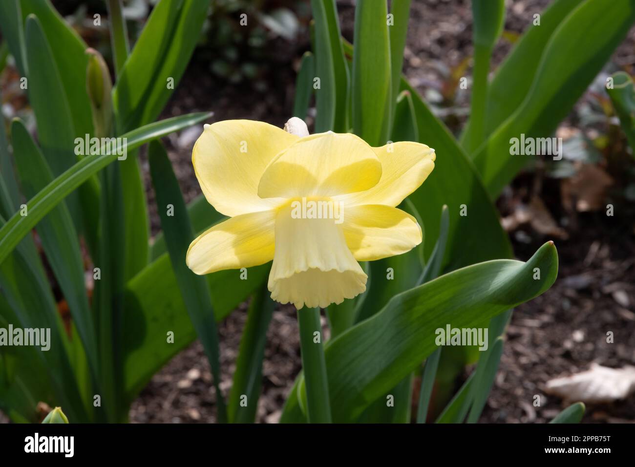 Narcissus 'Avalon' Stock Photo
