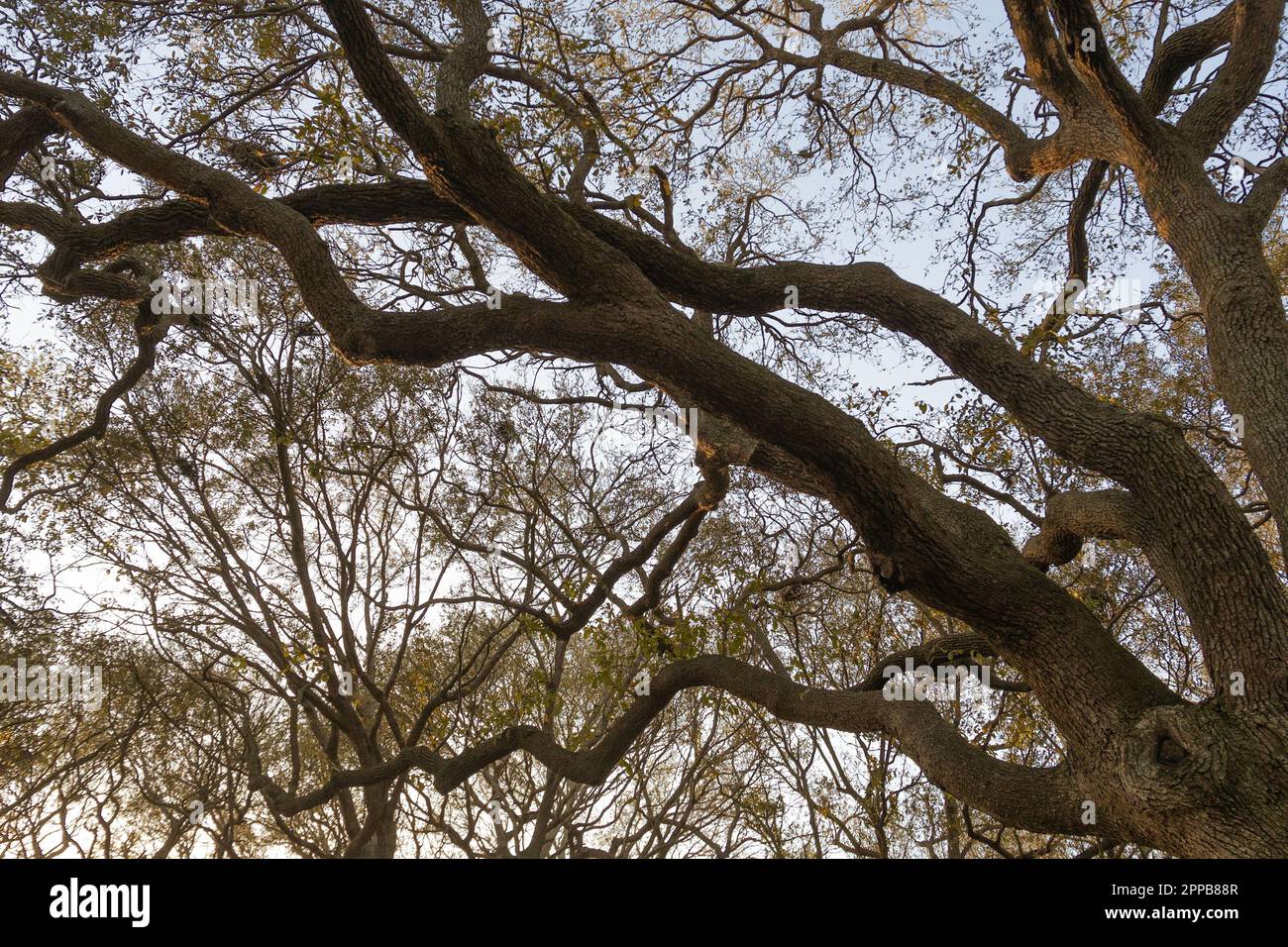 The branches of an old southern oak tree against the sky Stock Photo ...