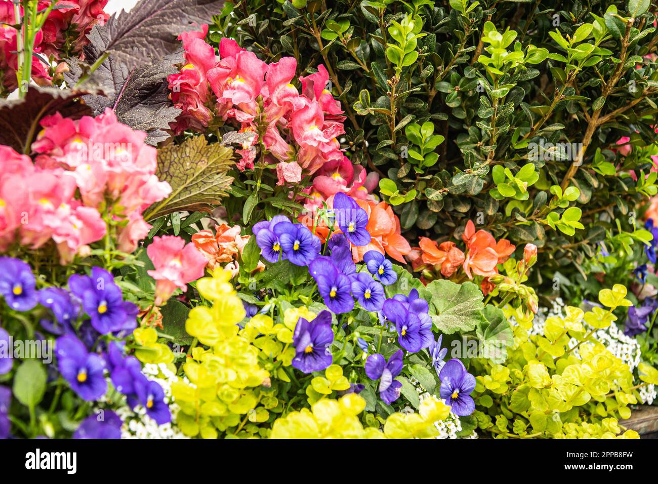 A close up of a group of colorful red and purple flowers with green
